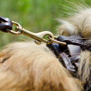 Коричневая шлейка для шелти